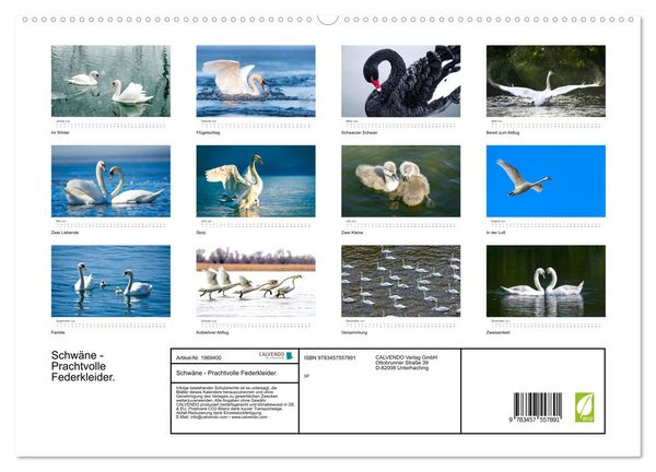 Produktbild: Schw&auml;ne - Prachtvolle Federkleider. (hochwertiger Premium Wandkalender 2026 DIN A2 quer), Kunstdruck in Hochglanz