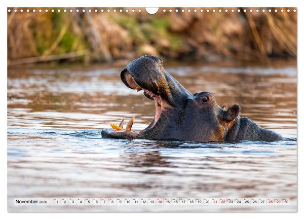 Produktbild: Namibia - Simbabwe - Botswana Leben zwischen W&uuml;ste und Wildnis (Wandkalender 2026 DIN A3 quer), CALVENDO Monatskalender