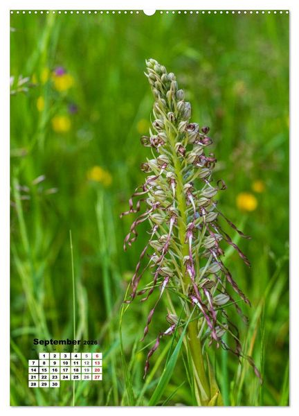 Produktbild: Zauber der Natur - Heimische Orchideen und Wiesenblumen (hochwertiger Premium Wandkalender 2026 DIN A2 hoch), Kunstdruck in Hochglanz
