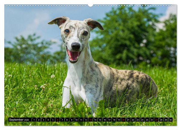 Produktbild: Schnell wie der Wind - Whippet (Wandkalender 2026 DIN A2 quer), CALVENDO Monatskalender