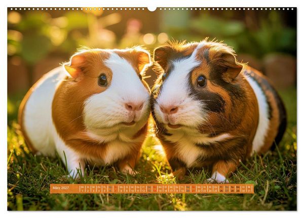 Produktbild: Kleine s&uuml;&szlig;e Meerschweinchen (Wandkalender 2027 DIN A2 quer), CALVENDO Monatskalender