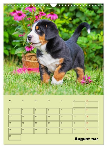 Produktbild: Familienplaner Gro&szlig;er Schweizer Sennenhund (Wandkalender 2026 DIN A3 hoch), CALVENDO Monatskalender
