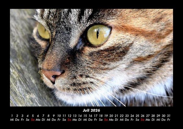 Produktbild: F&uuml;r Katzenfreunde 2026 Fotokalender DIN A3