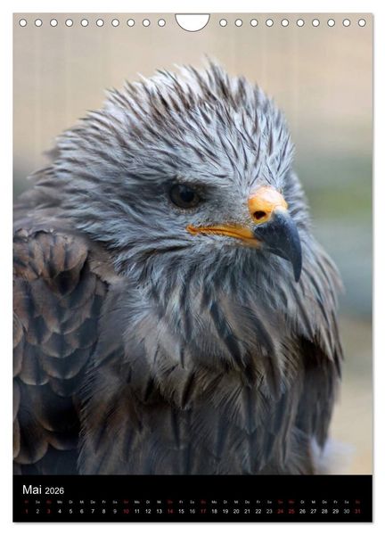 Produktbild: Scharfe Krallen, scharfe Augen, Greifv&ouml;gel und Eulen im Wildpark (Wandkalender 2026 DIN A4 hoch), CALVENDO Monatskalender