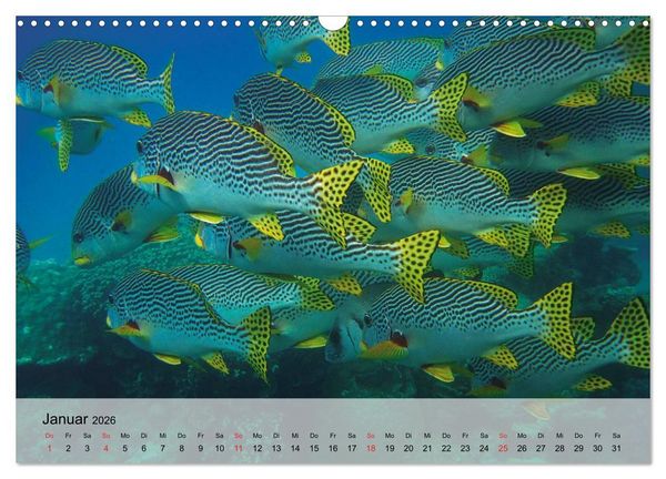 Produktbild: In der Meerestiefe. Fische und Korallen im ewigen Blau (Wandkalender 2026 DIN A3 quer), CALVENDO Monatskalender