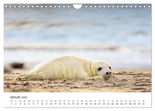 Produktbild: Junge Kegelrobben (Wandkalender 2026 DIN A4 quer), CALVENDO Monatskalender