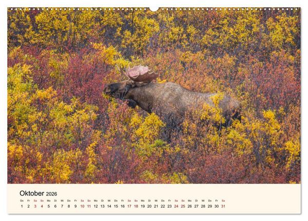 Produktbild: Der Elch - K&ouml;nig des Nordens (hochwertiger Premium Wandkalender 2026 DIN A2 quer), Kunstdruck in Hochglanz