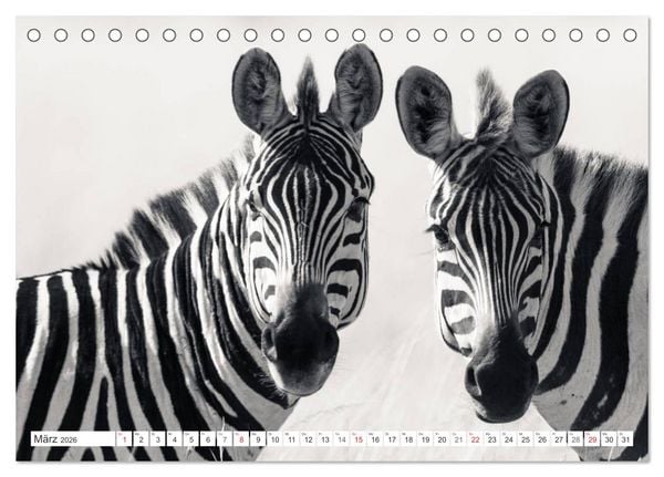 Produktbild: Emotionale Momente: Zebras - black & white. (Tischkalender 2026 DIN A5 quer), CALVENDO Monatskalender