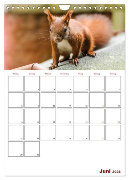 Produktbild: Eichh&ouml;rnchen Planer 2026 (Wandkalender 2026 DIN A4 hoch), CALVENDO Monatskalender