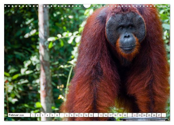 Produktbild: Orang Utans von Borneo Tierkalender 2026 (Wandkalender 2026 DIN A3 quer), CALVENDO Monatskalender