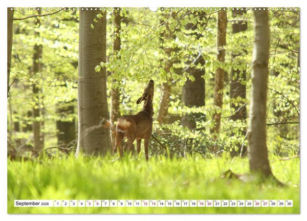 Produktbild: Anmut mit sanften Augen - Rehwild in der freien Natur (hochwertiger Premium Wandkalender 2026 DIN A2 quer), Kunstdruck in Hochglanz