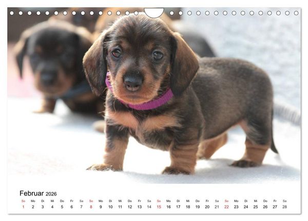 Produktbild: Ein Dackelkind blickt zur&uuml;ck (Wandkalender 2026 DIN A4 quer), CALVENDO Monatskalender