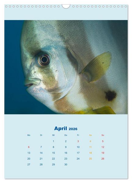 Produktbild: Portraitaufnahmen - Fische (Wandkalender 2026 DIN A3 hoch), CALVENDO Monatskalender