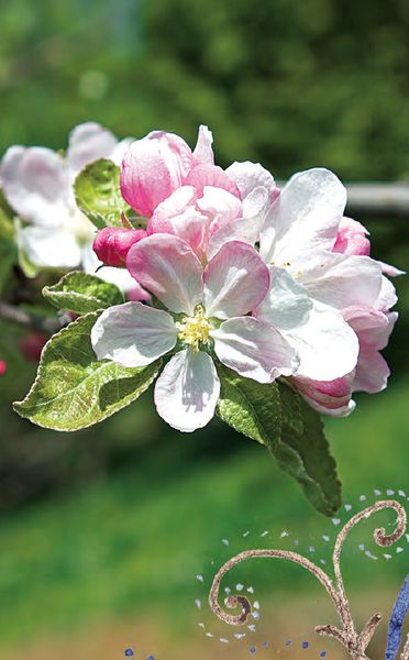 Produktbild: Die Bachbl&uuml;ten Karten