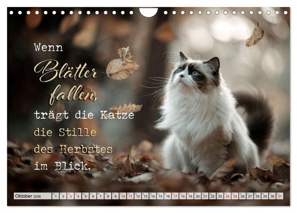 Produktbild: Katzenpoesie - Herzber&uuml;hrende Verse (Wandkalender 2026 DIN A4 quer), CALVENDO Monatskalender