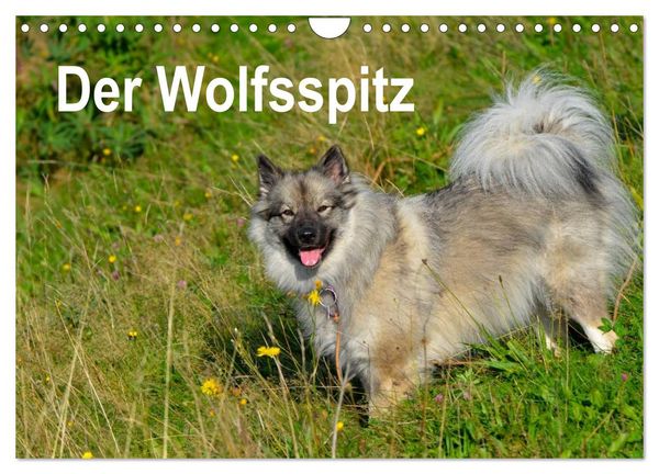 Produktbild: Der Wolfsspitz (Wandkalender 2026 DIN A4 quer), CALVENDO Monatskalender