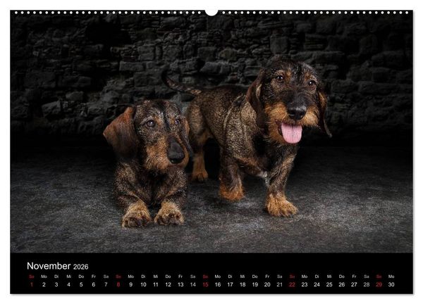 Produktbild: Urban Dogs - Hundekalender der anderen Art (Wandkalender 2026 DIN A2 quer), CALVENDO Monatskalender