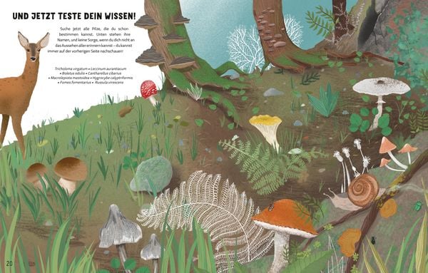 Produktbild: Die Geheimnisse der Pilze