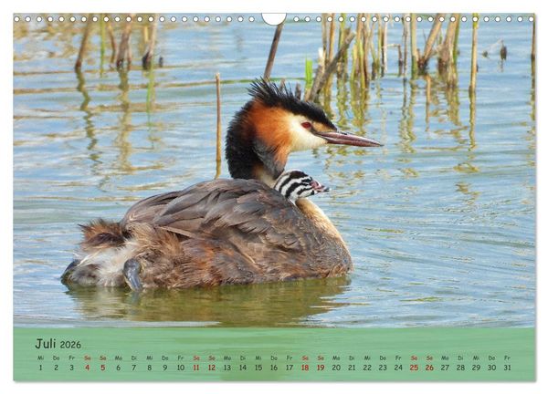 Produktbild: Wilder Nordosten - Aug in Aug mit Tieren der Ostseeregion (Wandkalender 2026 DIN A3 quer), CALVENDO Monatskalender
