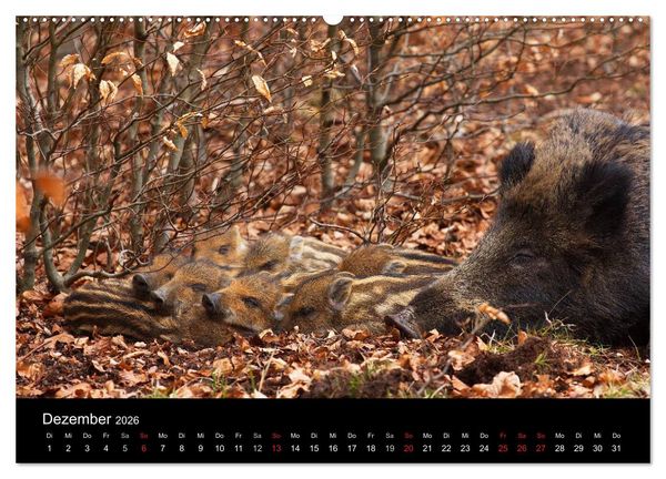 Produktbild: Wilde Wutzen. Das heimische Wildschwein (hochwertiger Premium Wandkalender 2026 DIN A2 quer), Kunstdruck in Hochglanz
