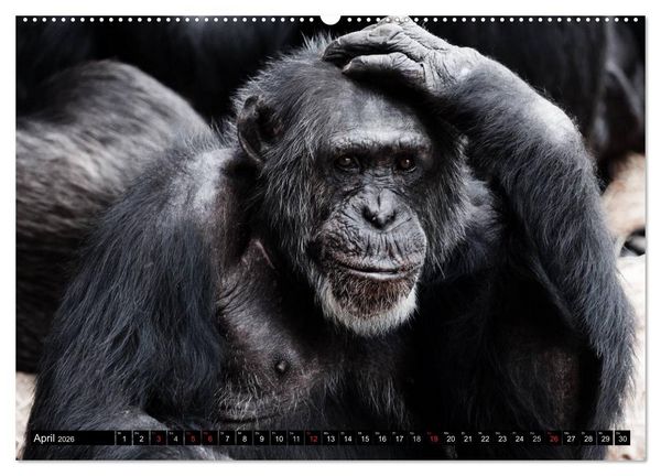 Produktbild: Schimpansen (hochwertiger Premium Wandkalender 2026 DIN A2 quer), Kunstdruck in Hochglanz