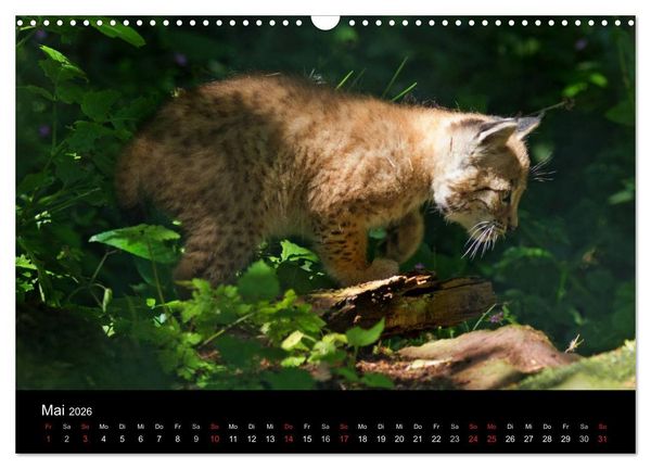 Produktbild: Luchse - Europas gr&ouml;&szlig;te Katzen (Wandkalender 2026 DIN A3 quer), CALVENDO Monatskalender