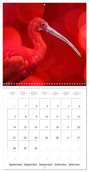 Produktbild: Wonderful Birds (Wall Calendar 2026 12 &times; 12 Inch) CALVENDO 12 Month Wall Calendar