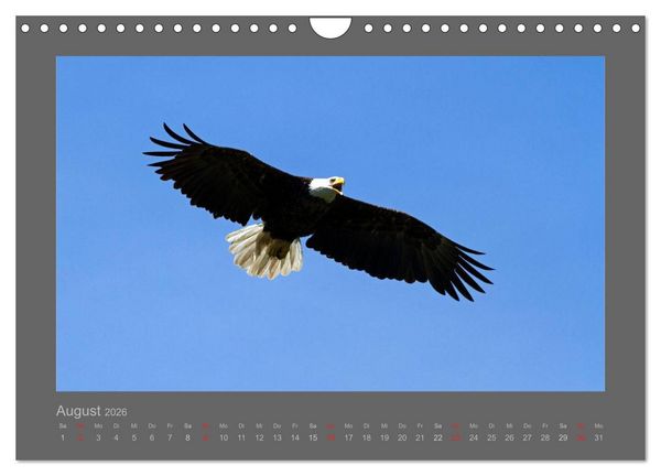 Produktbild: V&Ouml;GEL (Wandkalender 2026 DIN A4 quer), CALVENDO Monatskalender