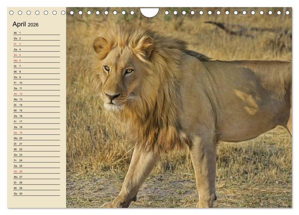 Produktbild: L&ouml;wen in freier Wildbahn (Wandkalender 2026 DIN A4 quer), CALVENDO Monatskalender