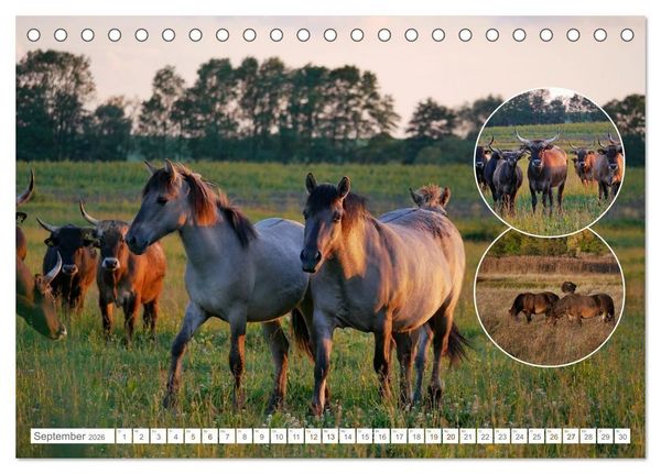 Produktbild: Weidetiere - Landschaftsgestalter seit Jahrhunderten (Tischkalender 2026 DIN A5 quer), CALVENDO Monatskalender