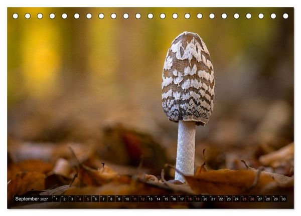 Produktbild: Kunstgalerie Wald - die verborgene Welt der Pilze (Tischkalender 2027 DIN A5 quer), CALVENDO Monatskalender