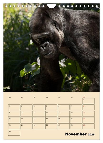 Produktbild: Gorillas (Wandkalender 2026 DIN A4 hoch), CALVENDO Monatskalender