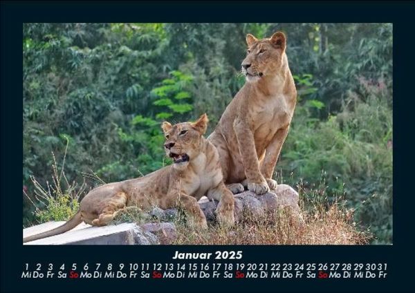 Produktbild: L&ouml;wen in der Wildnis 2025 Fotokalender DIN A5