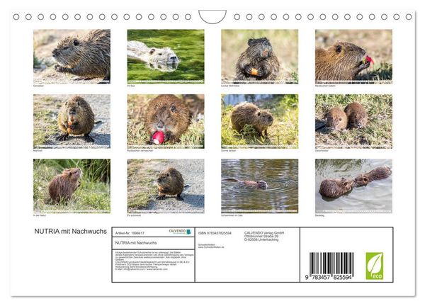 Produktbild: NUTRIA mit Nachwuchs (Wandkalender 2026 DIN A4 quer), CALVENDO Monatskalender