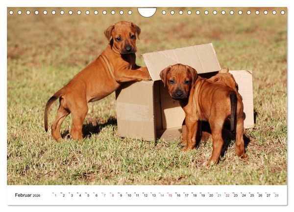 Produktbild: Rhodesian Ridgeback Welpen (Wandkalender 2026 DIN A4 quer), CALVENDO Monatskalender