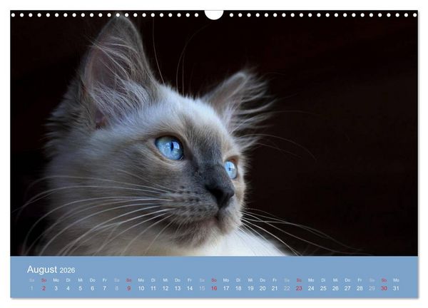 Produktbild: Engel auf 4 Pfoten - Ragdolls 2026 (Wandkalender 2026 DIN A3 quer), CALVENDO Monatskalender
