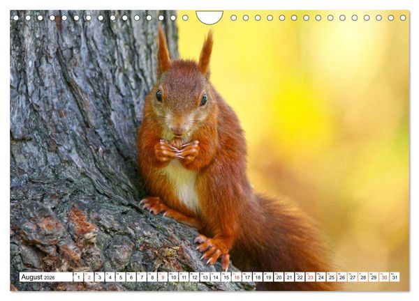 Produktbild: Eichh&ouml;rnchen in freier Natur (Wandkalender 2026 DIN A4 quer), CALVENDO Monatskalender