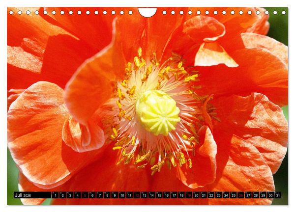 Produktbild: Mohnbl&uuml;ten-Portr&auml;ts (Wandkalender 2026 DIN A4 quer), CALVENDO Monatskalender