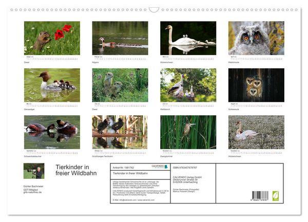 Produktbild: Tierkinder in freier Wildbahn (Wandkalender 2026 DIN A2 quer), CALVENDO Monatskalender