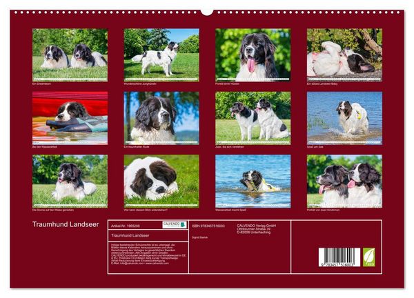 Produktbild: Traumhund Landseer (hochwertiger Premium Wandkalender 2026 DIN A2 quer), Kunstdruck in Hochglanz