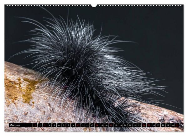 Produktbild: Raupen - Skurrile Verwandlungsk&uuml;nstler (hochwertiger Premium Wandkalender 2026 DIN A2 quer), Kunstdruck in Hochglanz
