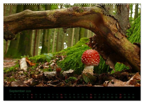 Produktbild: Im Reich der Pilze (Wandkalender 2026 DIN A2 quer), CALVENDO Monatskalender