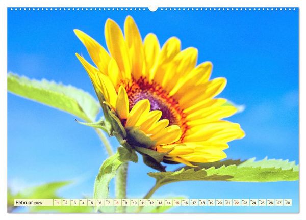 Produktbild: Sonnenblumen. Das Strahlen des Sommers (Wandkalender 2026 DIN A2 quer), CALVENDO Monatskalender