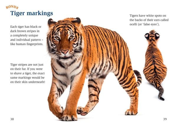 Produktbild: The Boy and the Tiger