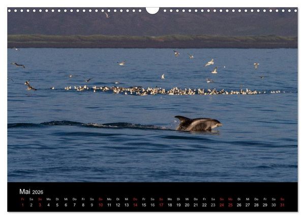 Produktbild: Wale (Wandkalender 2026 DIN A3 quer), CALVENDO Monatskalender