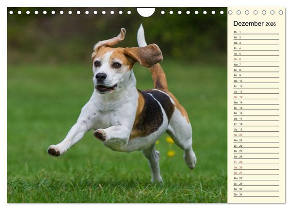 Produktbild: Beagle - Herz auf 4 Pfoten (Wandkalender 2026 DIN A4 quer), CALVENDO Monatskalender