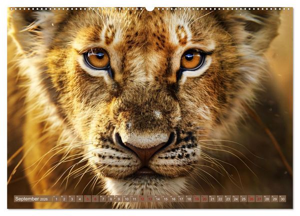 Produktbild: Wenn die wilden Katzen leise durch ihr Revier streifen (Wandkalender 2026 DIN A2 quer), CALVENDO Monatskalender