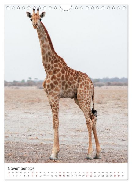 Produktbild: Giraffe - Bemerkenswerte Tiere. (Wandkalender 2026 DIN A4 hoch), CALVENDO Monatskalender
