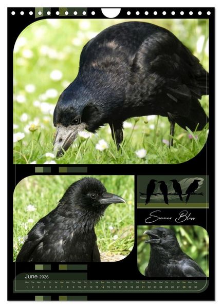 Produktbild: Crows - Through the Seasons (Wall Calendar 2026 DIN A4 portrait), CALVENDO 12 Month Wall Calendar