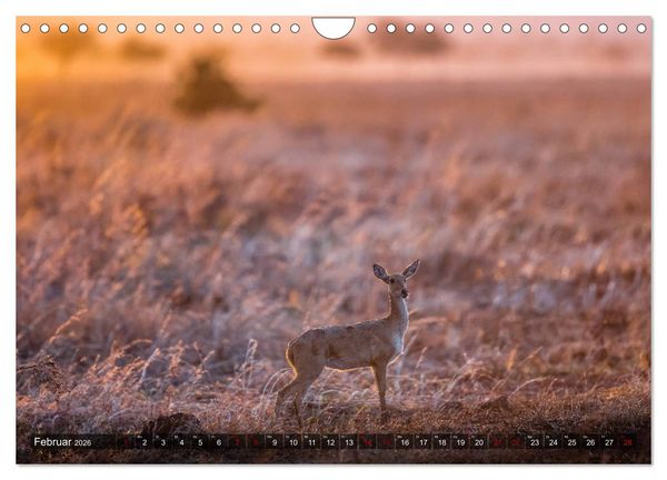 Produktbild: Safari in Tansania (Wandkalender 2026 DIN A4 quer), CALVENDO Monatskalender
